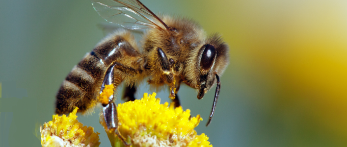 Decoding of the buzz of bees