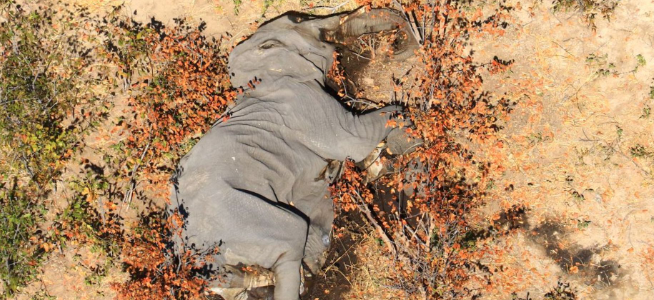 Elephants dying