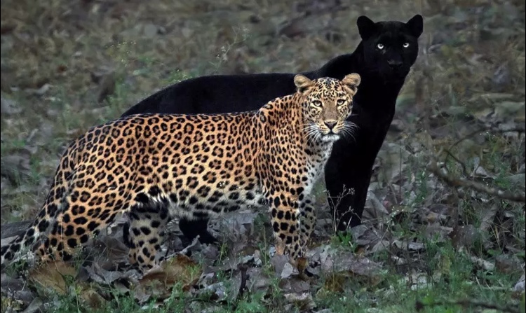 Black Panther Sayya and Lepordress Cleopatra courting