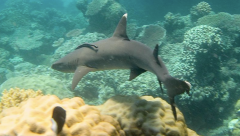 Sharks at the Great Barrier Reef