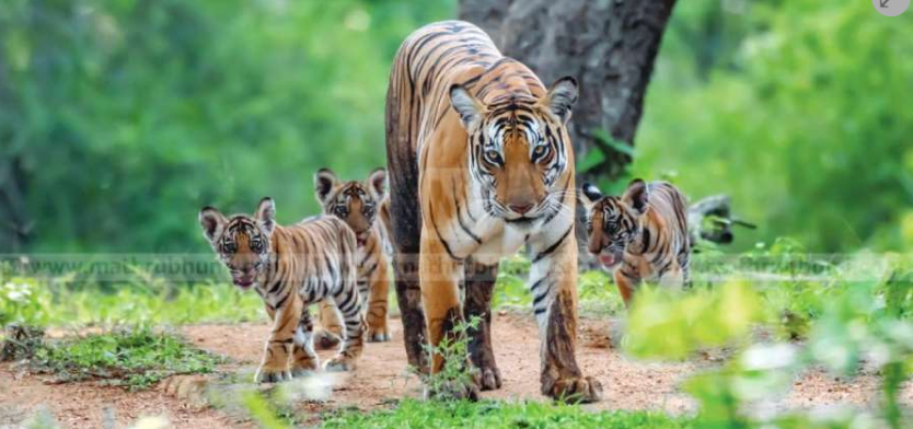Tigers at Wayanad wild life sanctuary