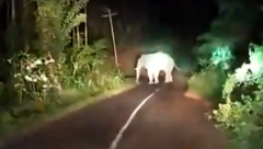 Wild elephant on the way to demolish houses