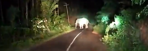 Wild elephant on the way to demolish houses