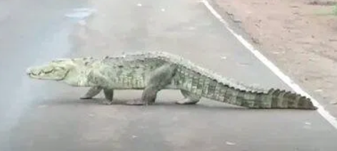 Crocodile crossing the highway
