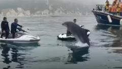 Dolphin surprises Dorset jet skiers