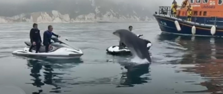Dolphin surprises Dorset jet skiers