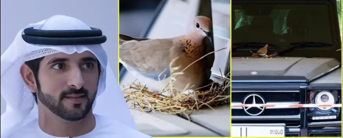Shiekh Hamdan bin Mohammed bin Rashid Al Maktoum, the Crown Prince of Dubai  refused to use his Mercedes after doves built a nest on it.