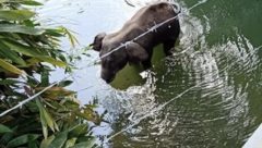 Wild elephant died in the Mallapuram river after eating pineapple with firecracker.