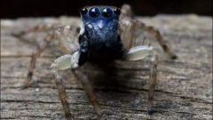 Eight-eyed spider