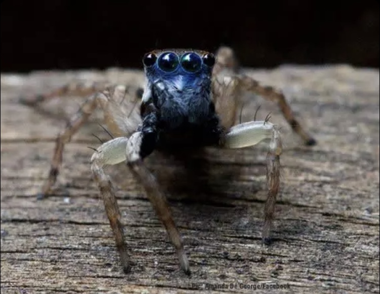 Eight-eyed spider