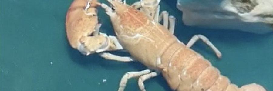 Rare one-in 30 million lobster rescued