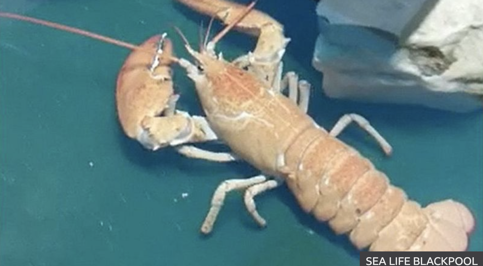 Rare one-in 30 million lobster rescued