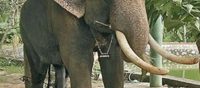 Elephant Vallabhan in pain