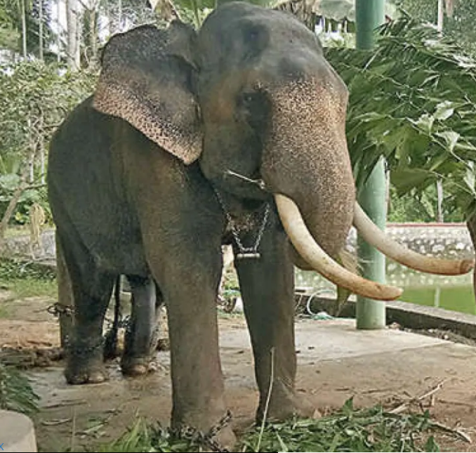 Elephant Vallabhan in pain