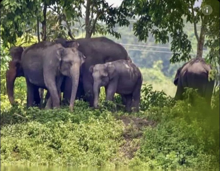 Herd of wild elephnats tramples an 8-year-old girl.