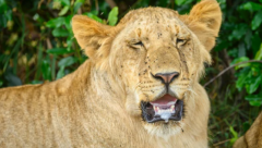 Lion after recovering from cobra bite