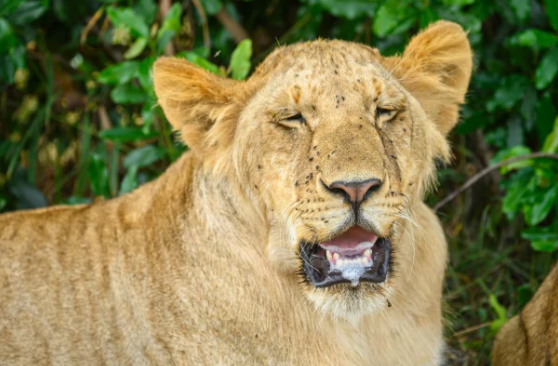 Lion after recovering from cobra bite