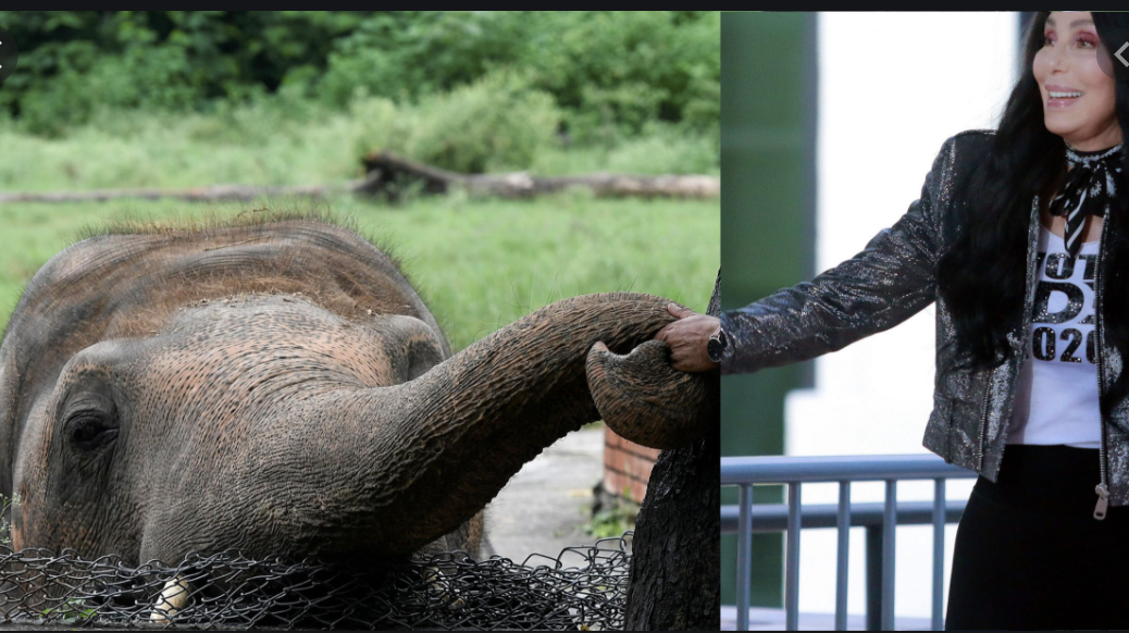 Cher saves Kaavan, the loneliest elephant in the world