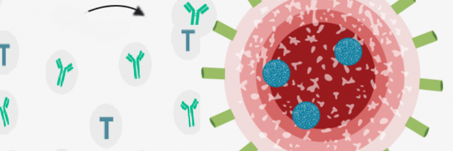 The antibodies and T cells are triggered to fight the Coronavirus