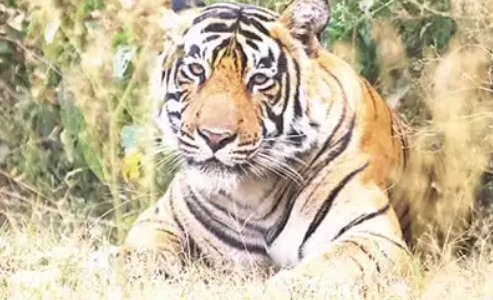 Tiger kills 15-year-old girl