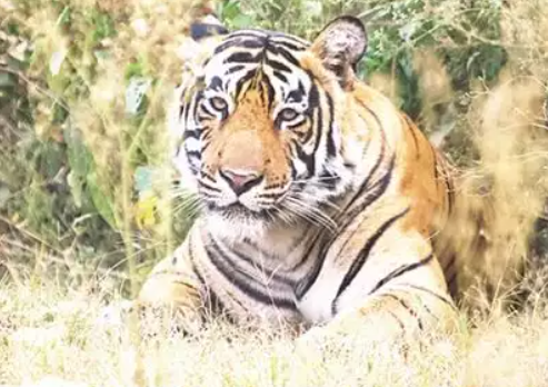 Tiger kills 15-year-old girl