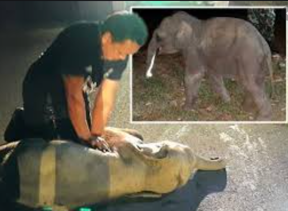 Baby elephant being adminstered CPR after being hit by a motorbike