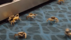 Crabs at Airport