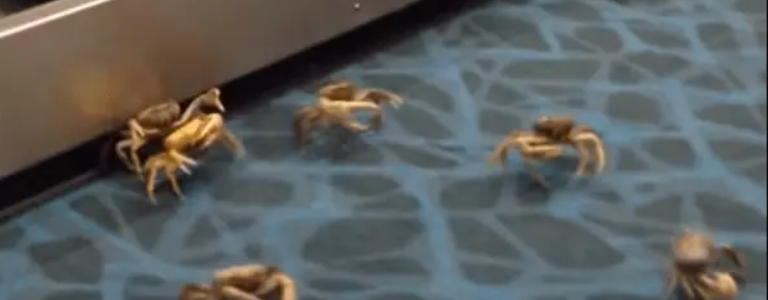 Crabs at Airport