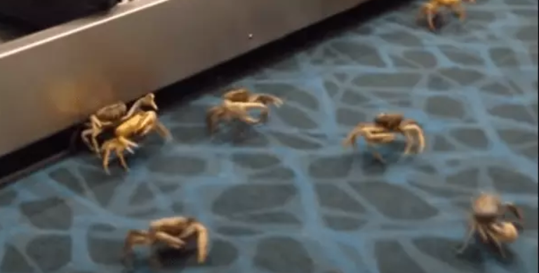 Crabs at Airport