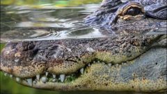 3m-long crocodile lounging in the veranda