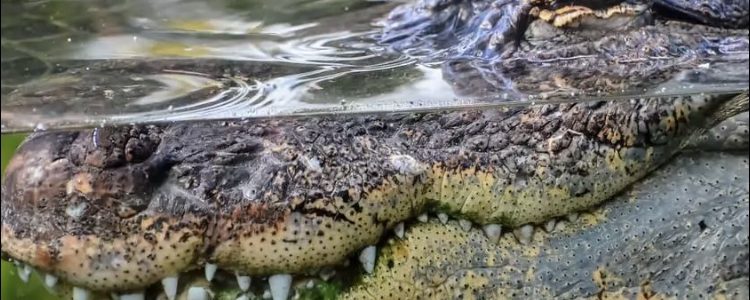 3m-long crocodile lounging in the veranda