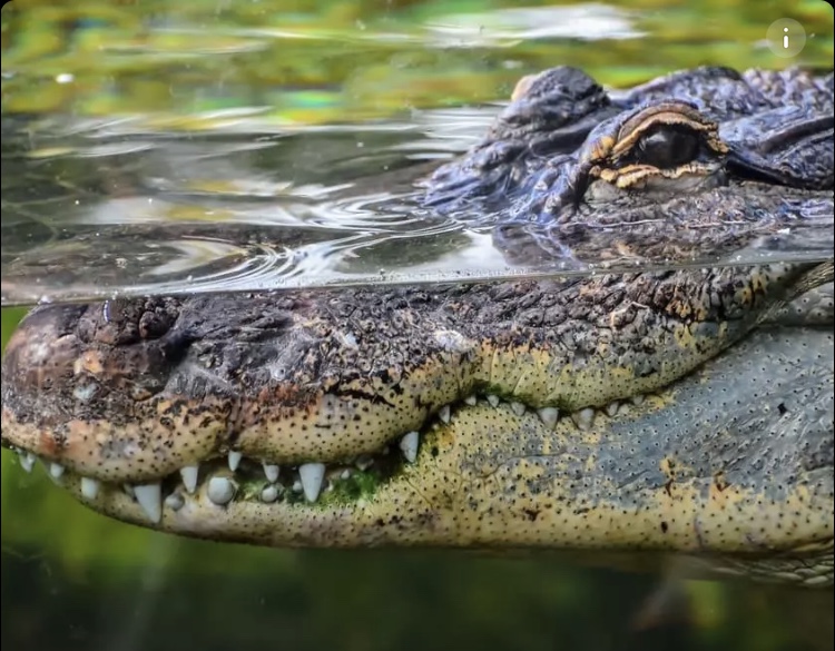 3m-long crocodile lounging in the veranda