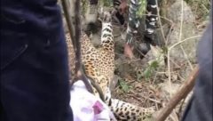 Leopqard rescued