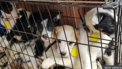 n August more than 30 puppies have been stolen found in a van by police in Cheltanam