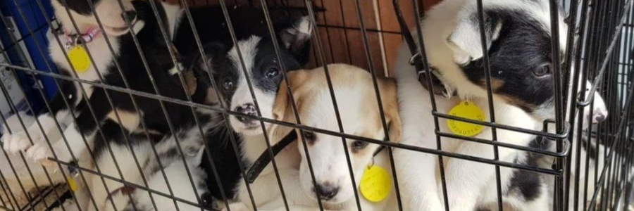 n August more than 30 puppies have been stolen found in a van by police in Cheltanam