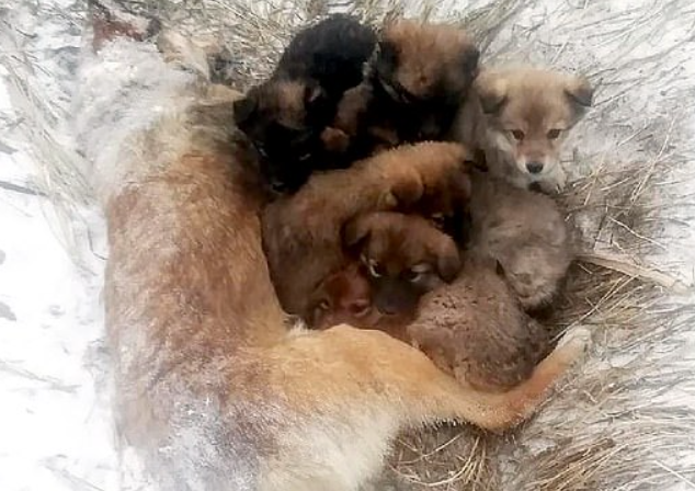 SEven puppies clinging to their mother1