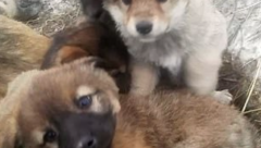 Seven Puppies orphaned as their mother freezes to death