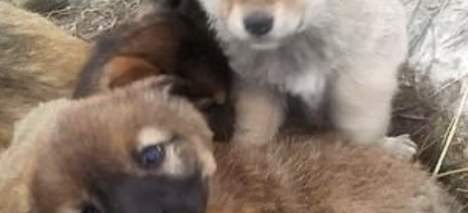 Seven Puppies orphaned as their mother freezes to death