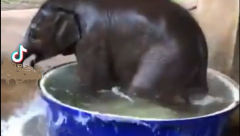Baby Elephant bath-time