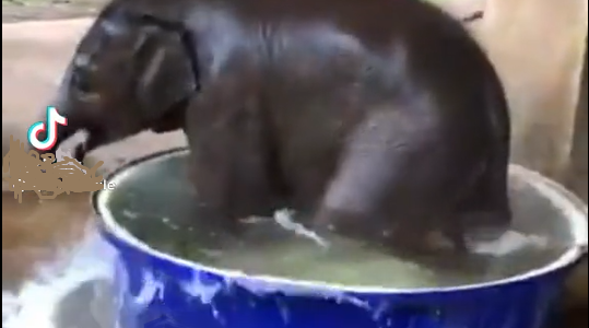 Baby Elephant bath-time