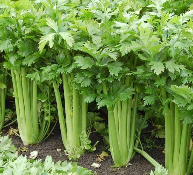 Celery