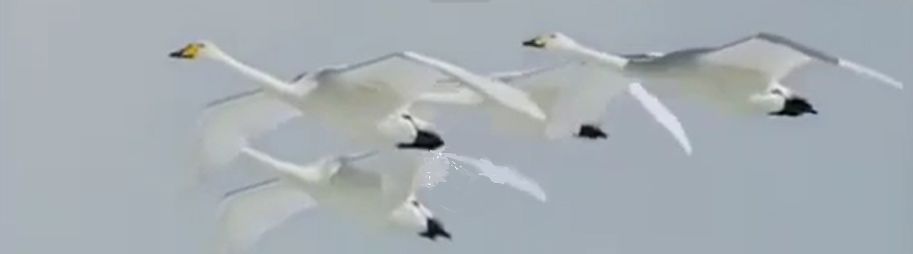 Flying swans1