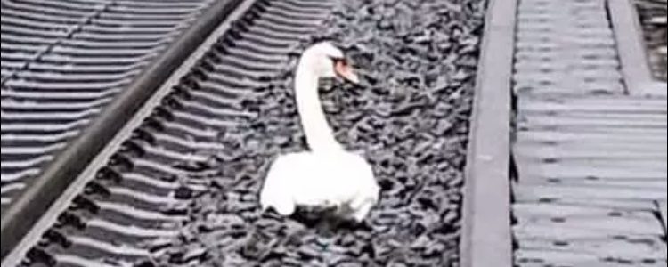 Mourning swan  in Germany's highspeed railway line