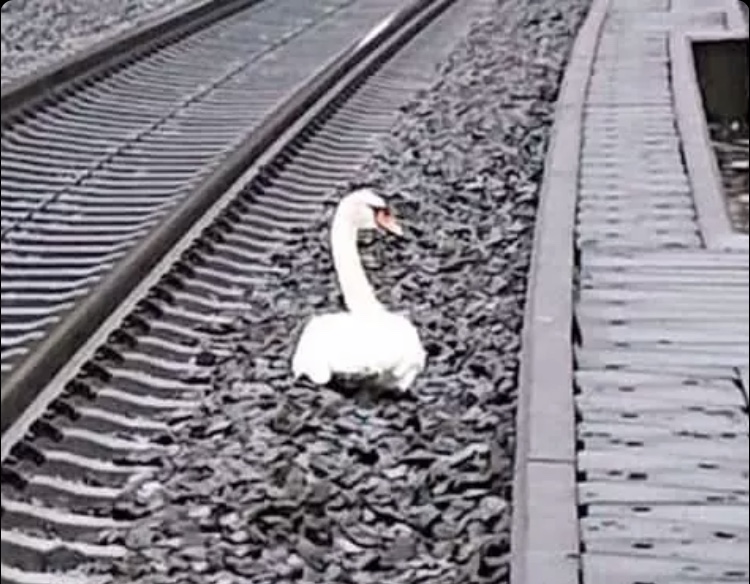 Mourning swan  in Germany's highspeed railway line