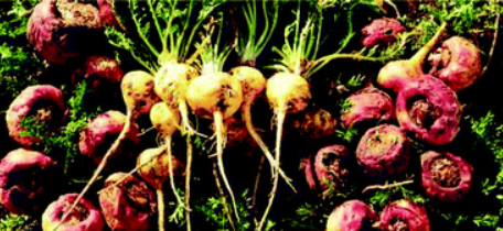 Peru's Maca roots