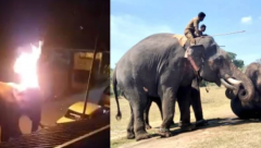 wild elephant dies