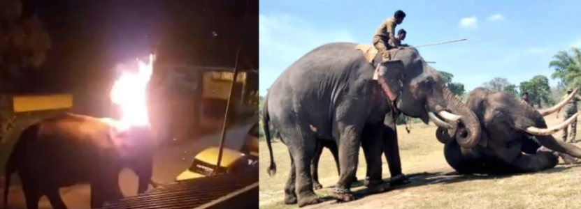 wild elephant dies