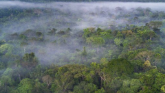 Deforestation of Amazaon rainforest