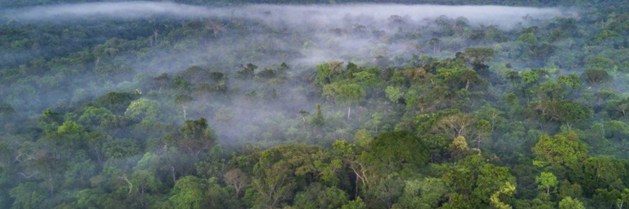 Deforestation of Amazaon rainforest