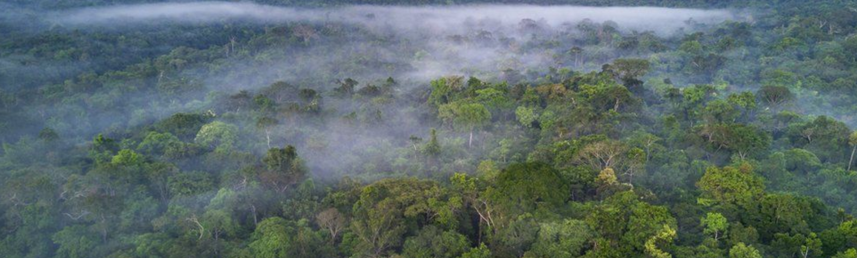 Deforestation of Amazaon rainforest